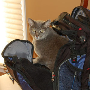 Meet your Posher, Sydney